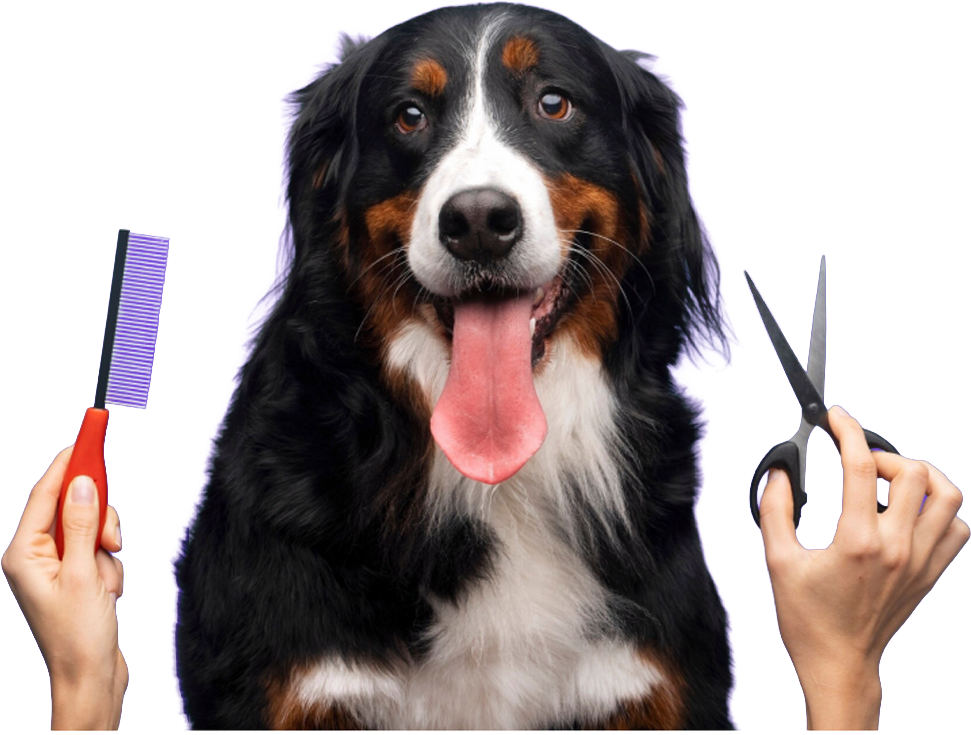 Home-based Pet Grooming for Cats & Dogs